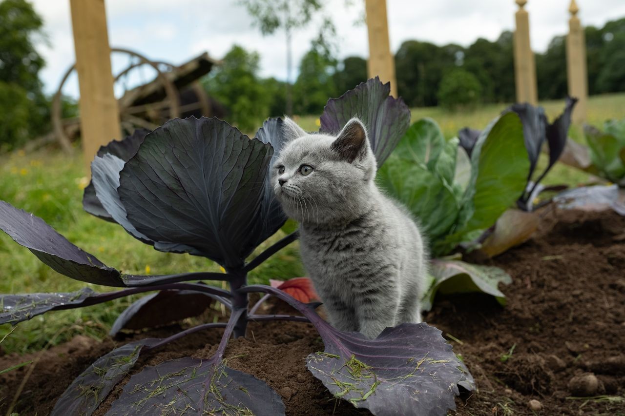 „Outlander” sezon 5 – zdjęcia z piątego odcinka