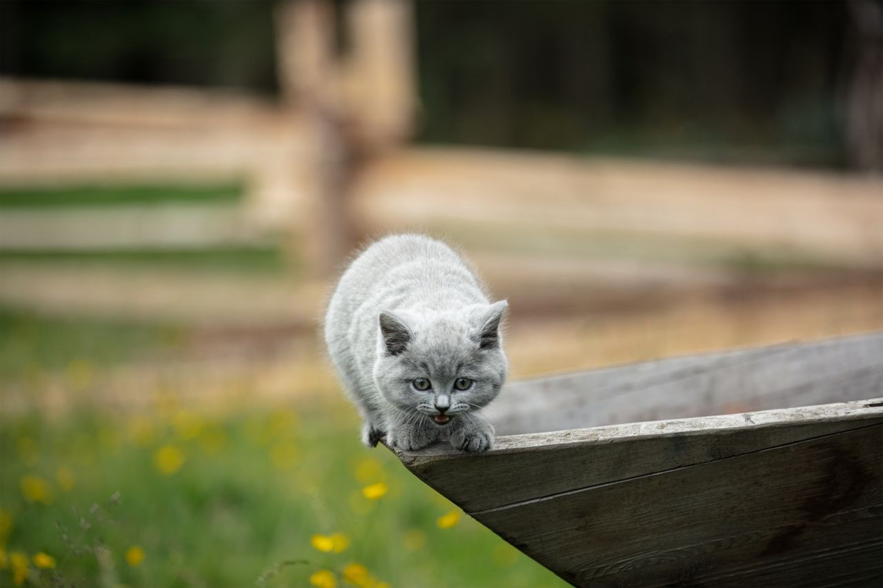 „Outlander” sezon 5 – zdjęcia z piątego odcinka