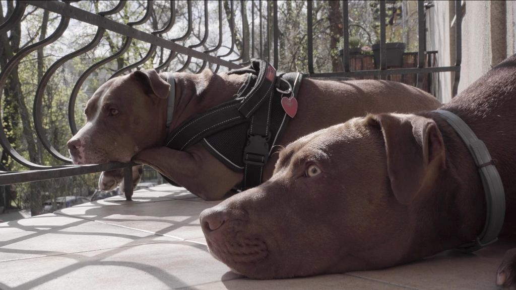 Polscy twórcy stworzą antologię o czasach pandemii dla HBO