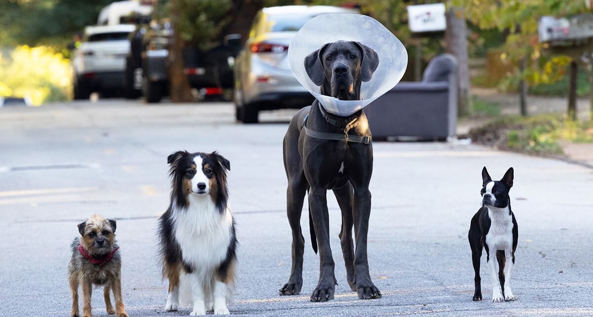 co obejrzec na skyshowtime spuszczone ze smyczy premiera