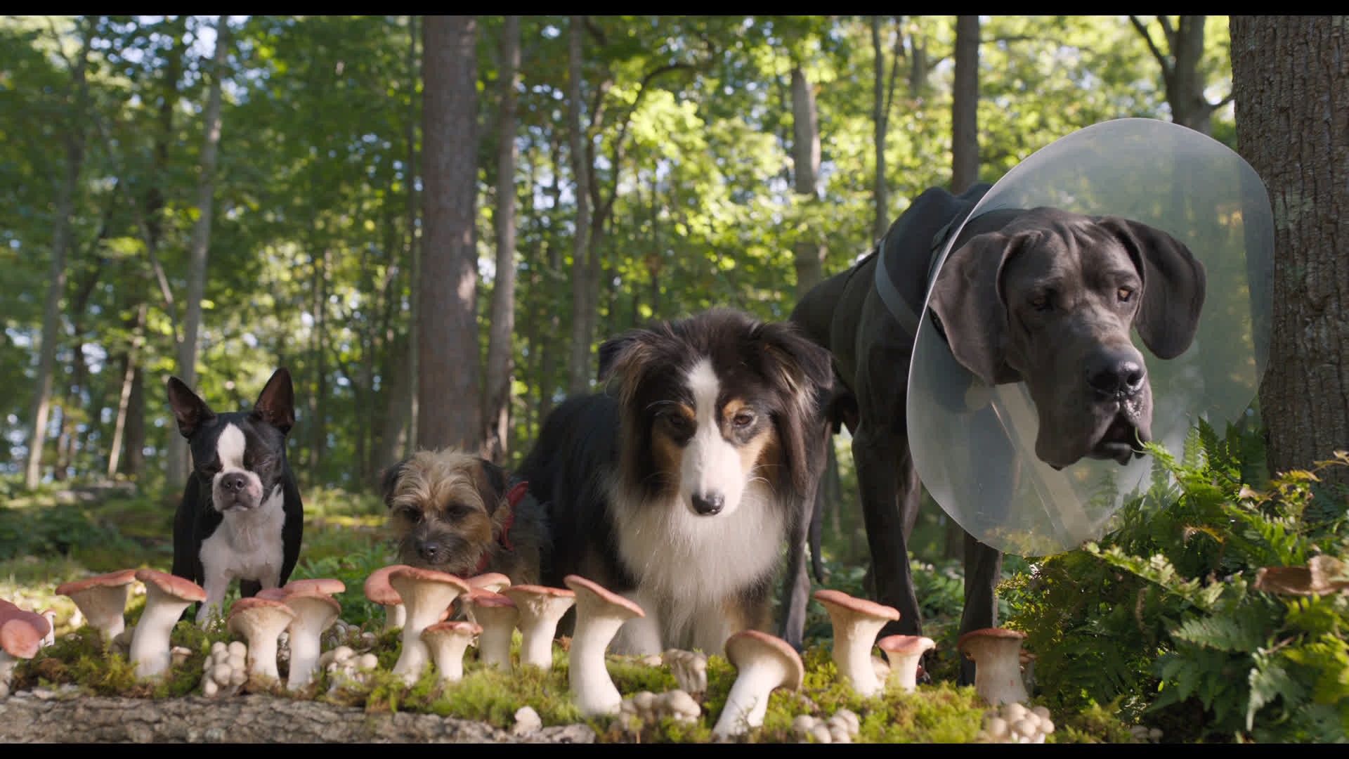 spuszczone ze smyczy zdjęcie z filmu.jpg