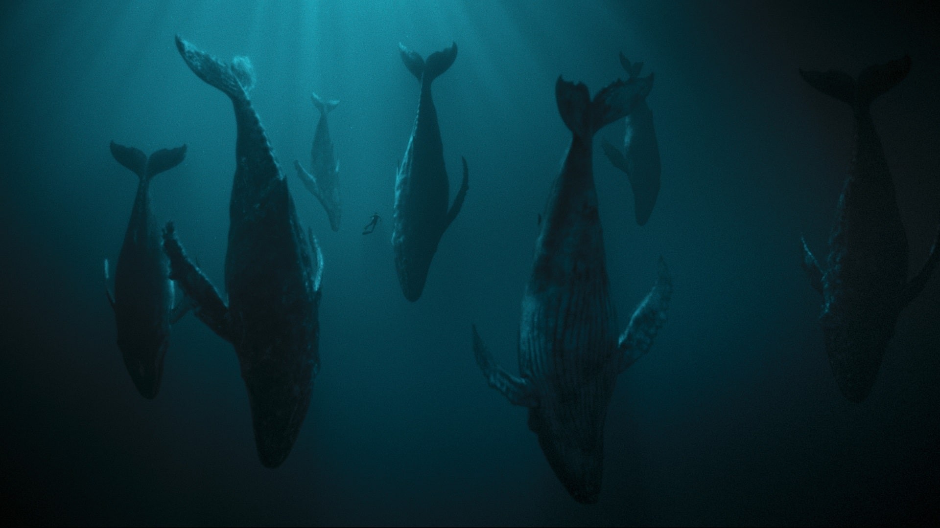 The Swar_Berlinale press release_© Schwarm TV Production GmbH & Co. KG-min.jpg